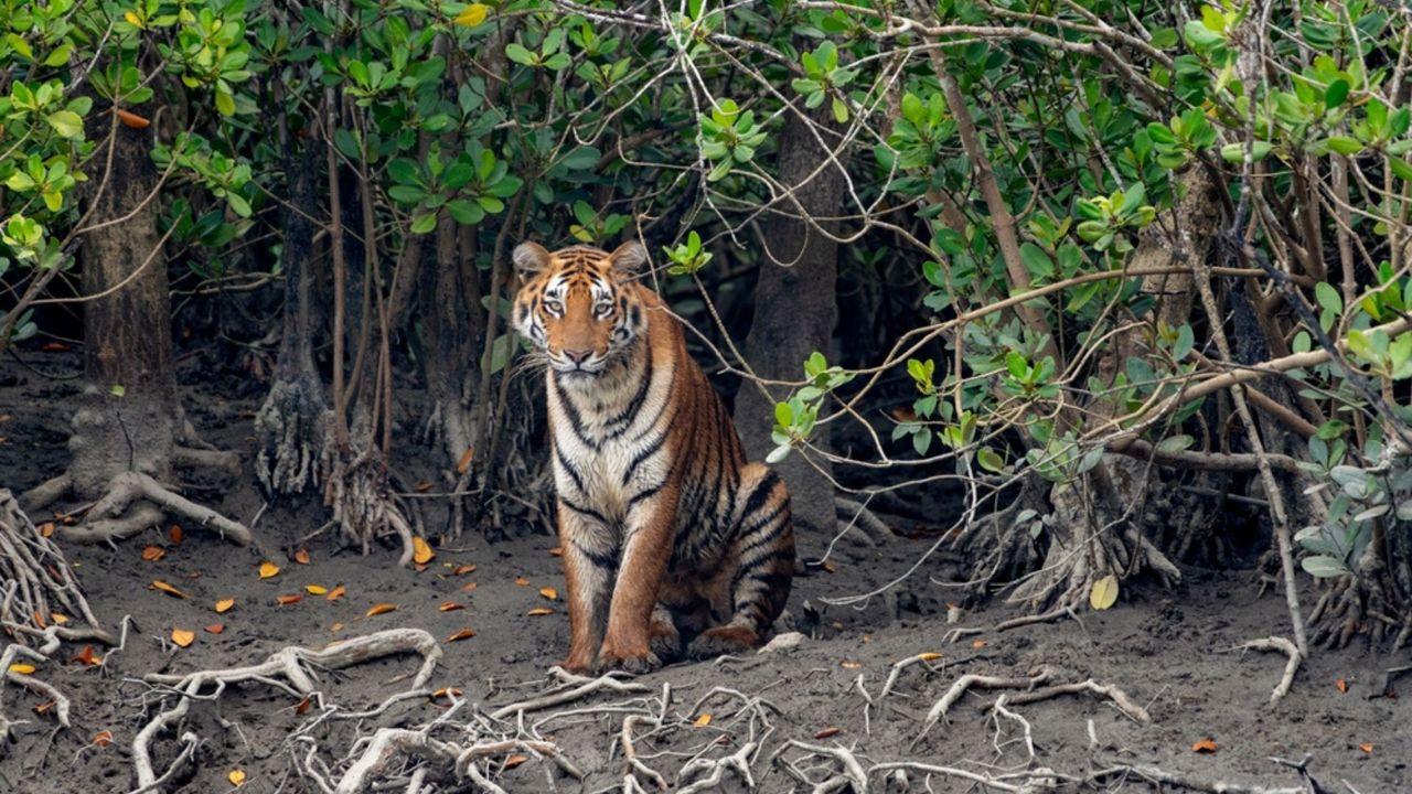 রাসমেলা উপলক্ষে সাতক্ষীরা শ্যামনগর থেকে সুন্দরবন দুবলার চর ভ্রমণ  