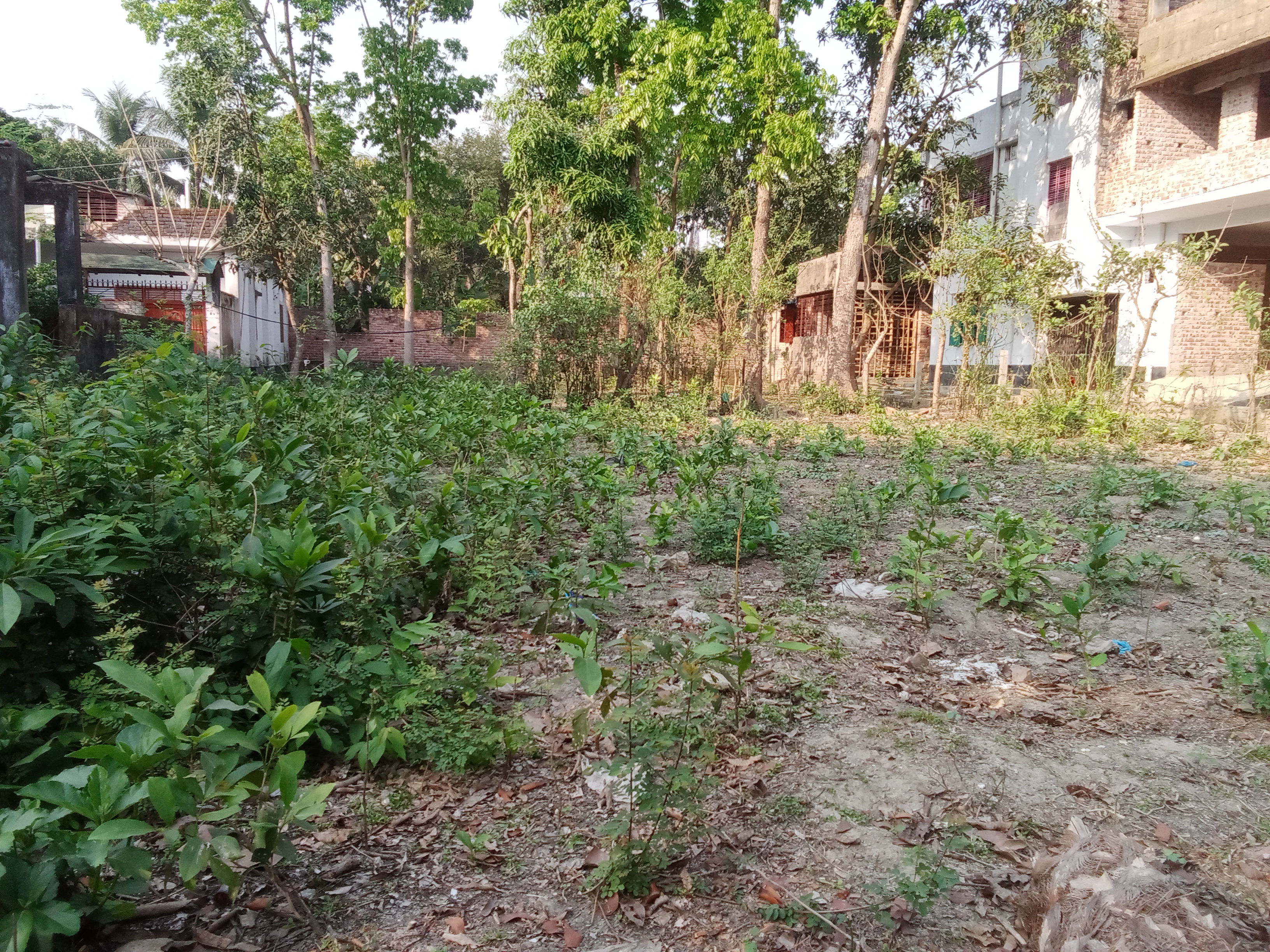 সাতক্ষীরা কাটিয়া লষ্করপাড়া জমি বিক্রি হবে