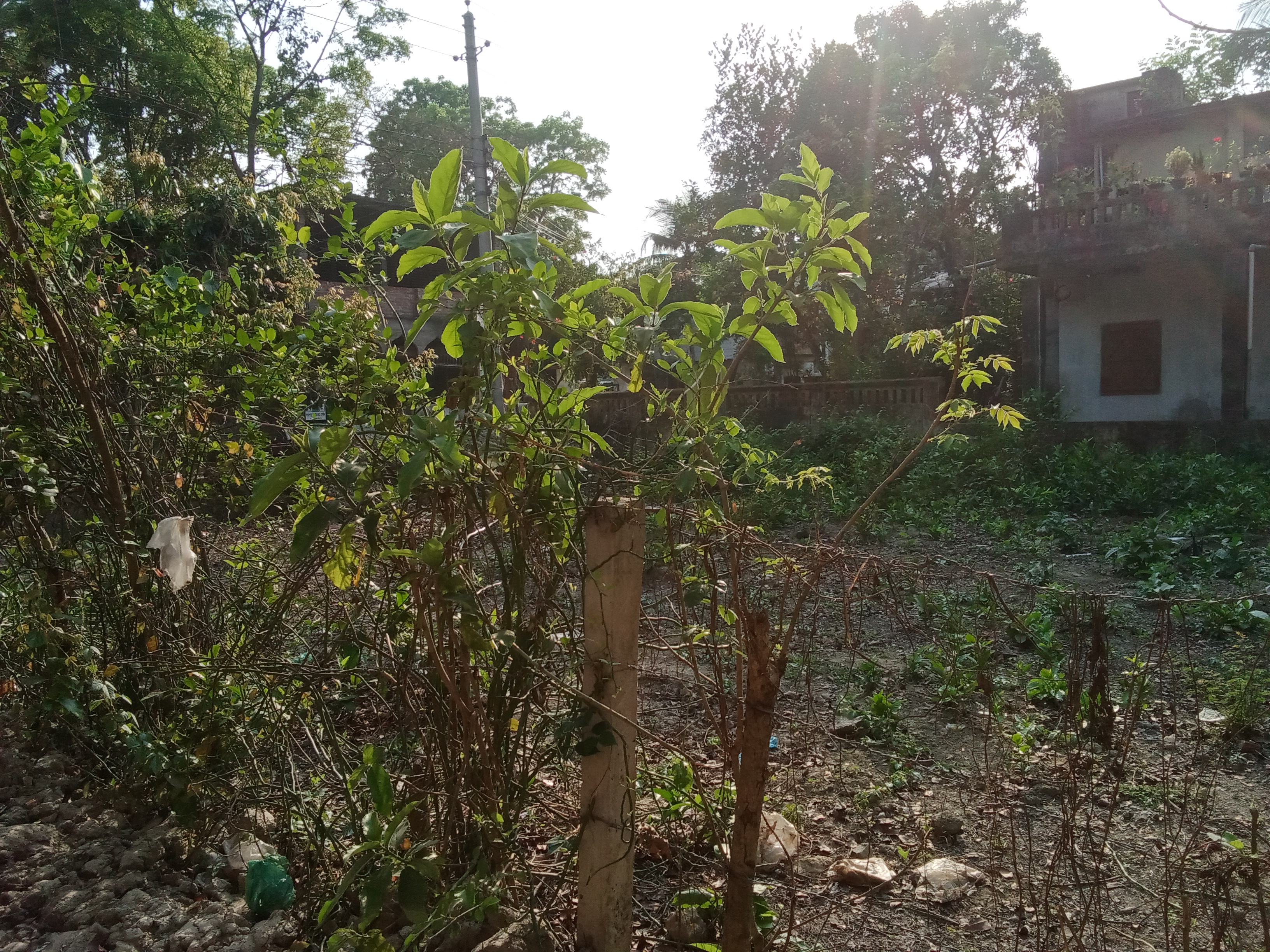Additional Image